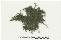 藏品(薄壁卷柏苔)的圖片